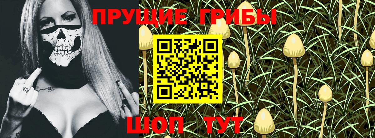 Галлюциногенные грибы Psilocybine cubensis Зима
